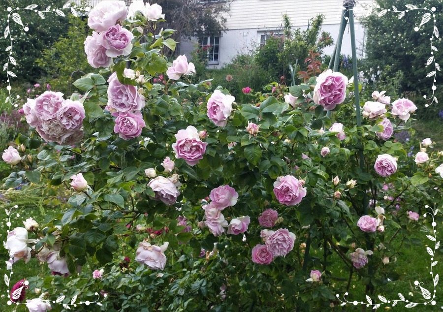 Saphir róże parkowe